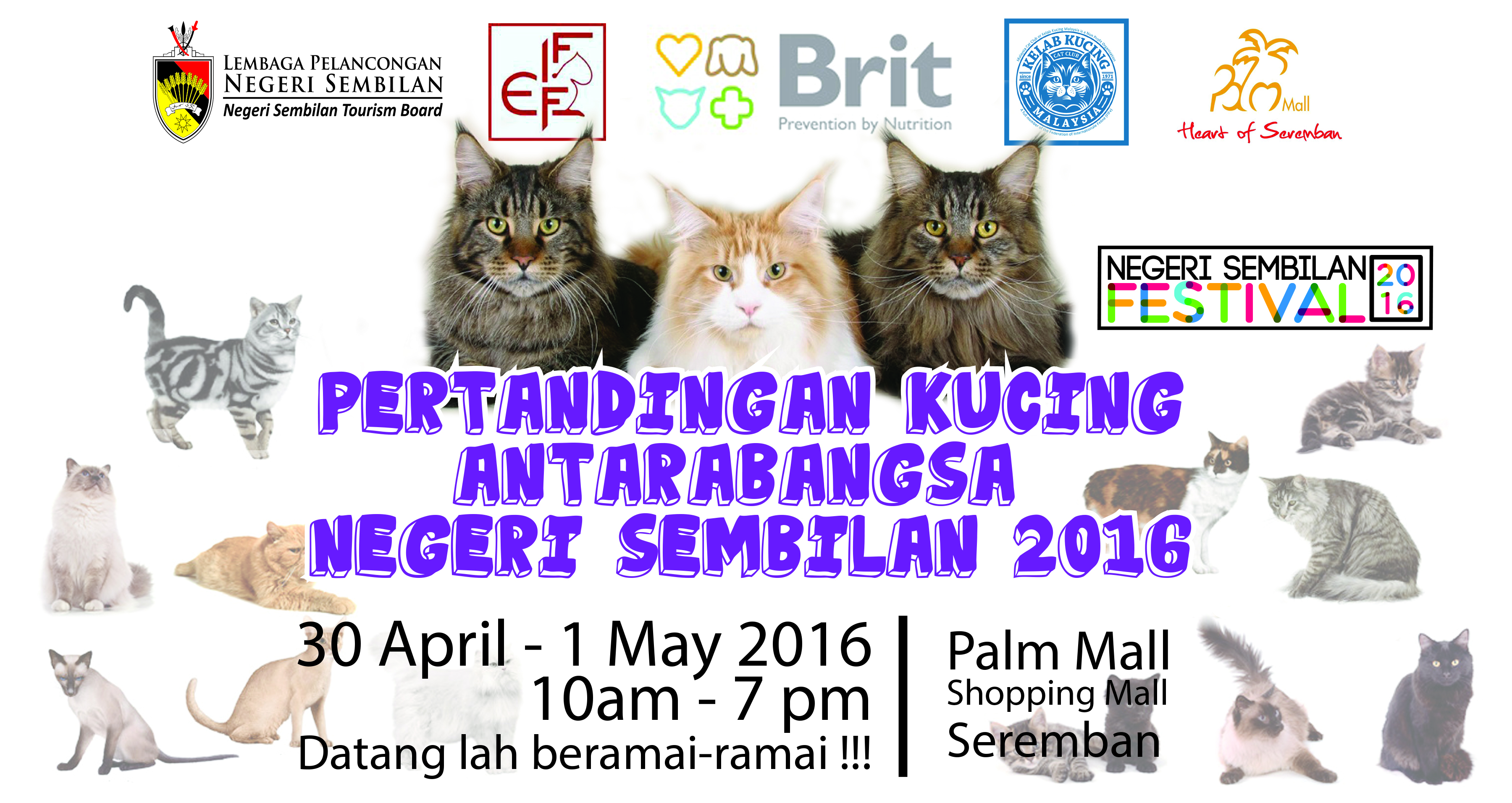 Pertandingan Kucing Antarabangsa Negeri Sembilan 2016